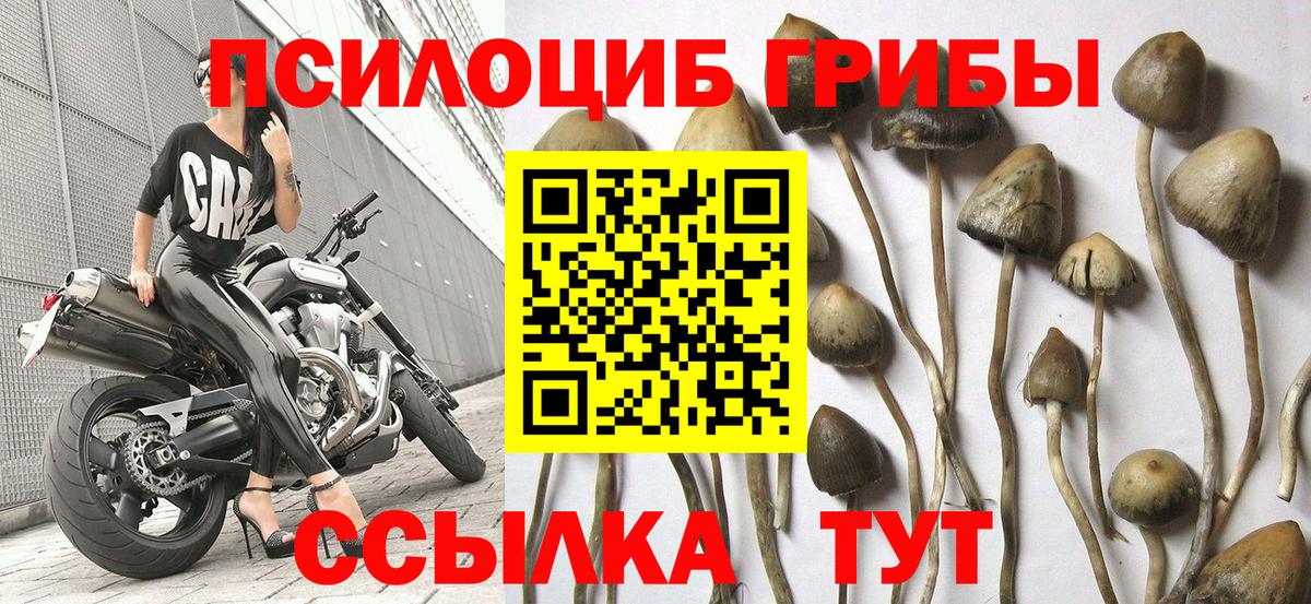 Псилоцибиновые грибы Psilocybine cubensis  Вход с VPN  Вольск  Галлюциногенные грибы Psilocybe 